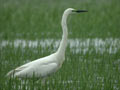 Grande Aigrette Ardea alba