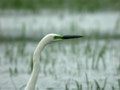 Grande Aigrette Ardea alba