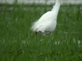 Grande Aigrette Ardea alba