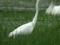 Grande Aigrette Ardea alba