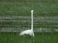 Grande Aigrette Ardea alba