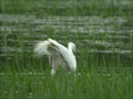 Grande Aigrette Ardea alba