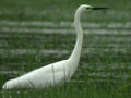 Grande Aigrette Ardea alba