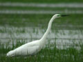 Grande Aigrette Ardea alba