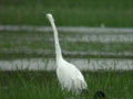 Grande Aigrette Ardea alba