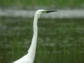 Grande Aigrette Ardea alba