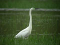 Grande Aigrette Ardea alba