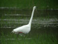 Grande Aigrette Ardea alba