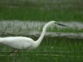 Grande Aigrette Ardea alba