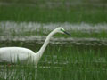 Grande Aigrette Ardea alba