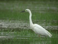 Grande Aigrette Ardea alba