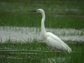 Grande Aigrette Ardea alba