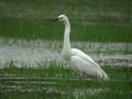 Grande Aigrette Ardea alba