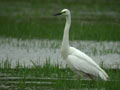 Grande Aigrette Ardea alba