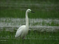 Grande Aigrette Ardea alba