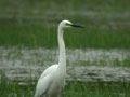 Grande Aigrette Ardea alba