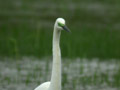 Grande Aigrette Ardea alba