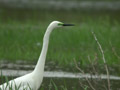 Grande Aigrette Ardea alba