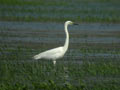 Grande Aigrette Ardea alba