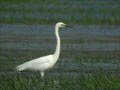 Grande Aigrette Ardea alba