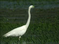 Grande Aigrette Ardea alba