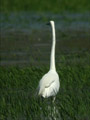 Grande Aigrette Ardea alba