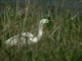 Grande Aigrette Ardea alba