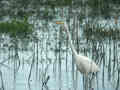 Grande Aigrette Ardea alba