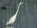 Grande Aigrette Ardea alba