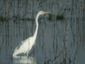 Grande Aigrette Ardea alba