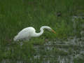 Grande Aigrette Ardea alba