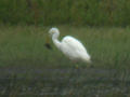 Grande Aigrette Ardea alba