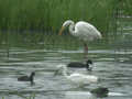 Grande Aigrette Ardea alba