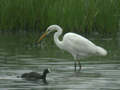 Grande Aigrette Ardea alba