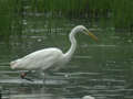 Grande Aigrette Ardea alba