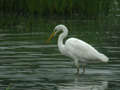 Grande Aigrette Ardea alba