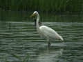 Grande Aigrette Ardea alba