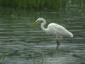 Grande Aigrette Ardea alba