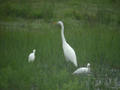 Grande Aigrette Ardea alba