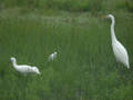 Grande Aigrette Ardea alba