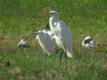 Grande Aigrette Ardea alba