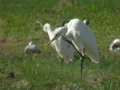 Grande Aigrette Ardea alba