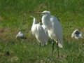 Grande Aigrette Ardea alba