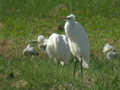 Grande Aigrette Ardea alba