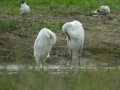 Grande Aigrette Ardea alba