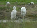 Grande Aigrette Ardea alba