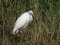 Grande Aigrette Ardea alba