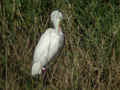 Grande Aigrette Ardea alba