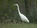 Grande Aigrette Ardea alba