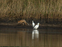 Grande Aigrette Casmerodius albus